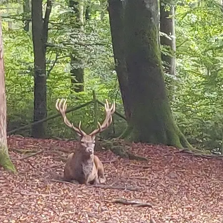 Daire Familiehuis Dolve