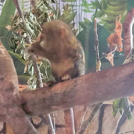 Familiehuis Dolve Daire *