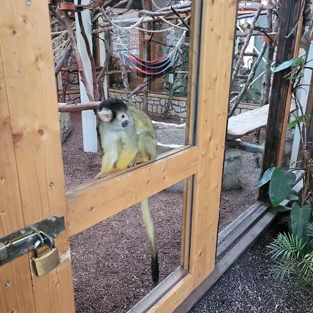 Appartement Familiehuis Dolve Mürlenbach
