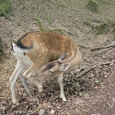 Familiehuis Dolve Daire