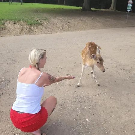 Appartement Familiehuis Dolve Mürlenbach