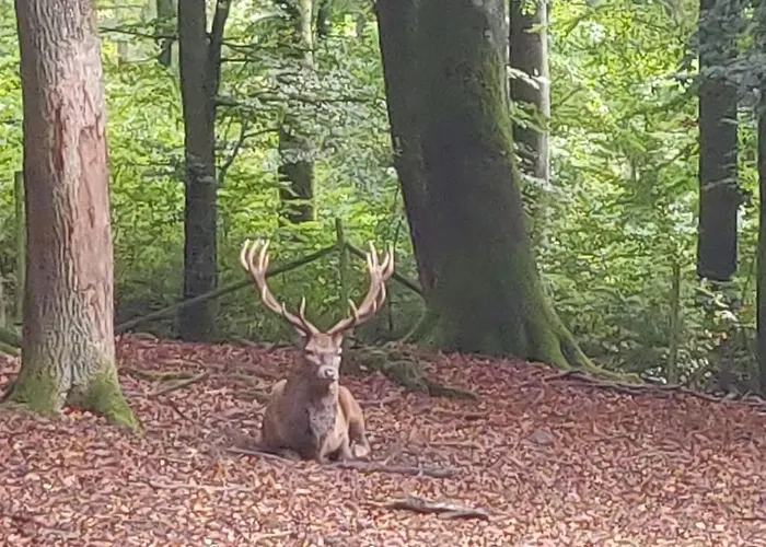 아파트 Familiehuis Dolve