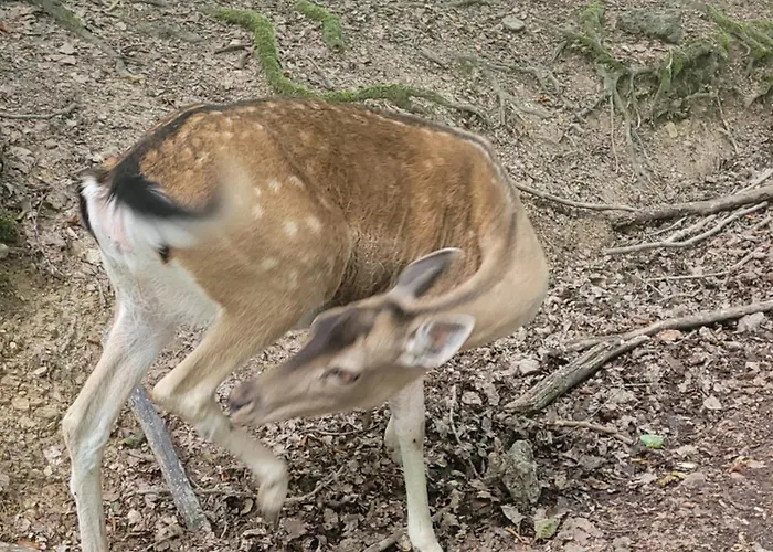 Familiehuis Dolve 아파트